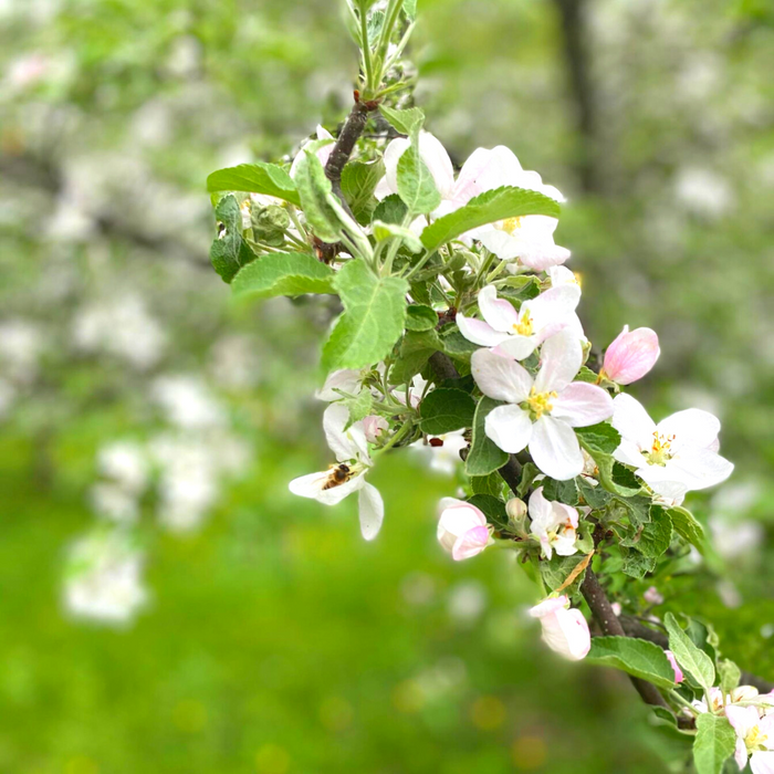 Buzzin' in the Blossoms, Farmgate Cider X BSFF Event (Thursday May 11, 2023)